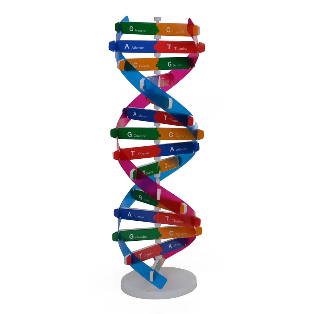 Dna Double Helix Project Model