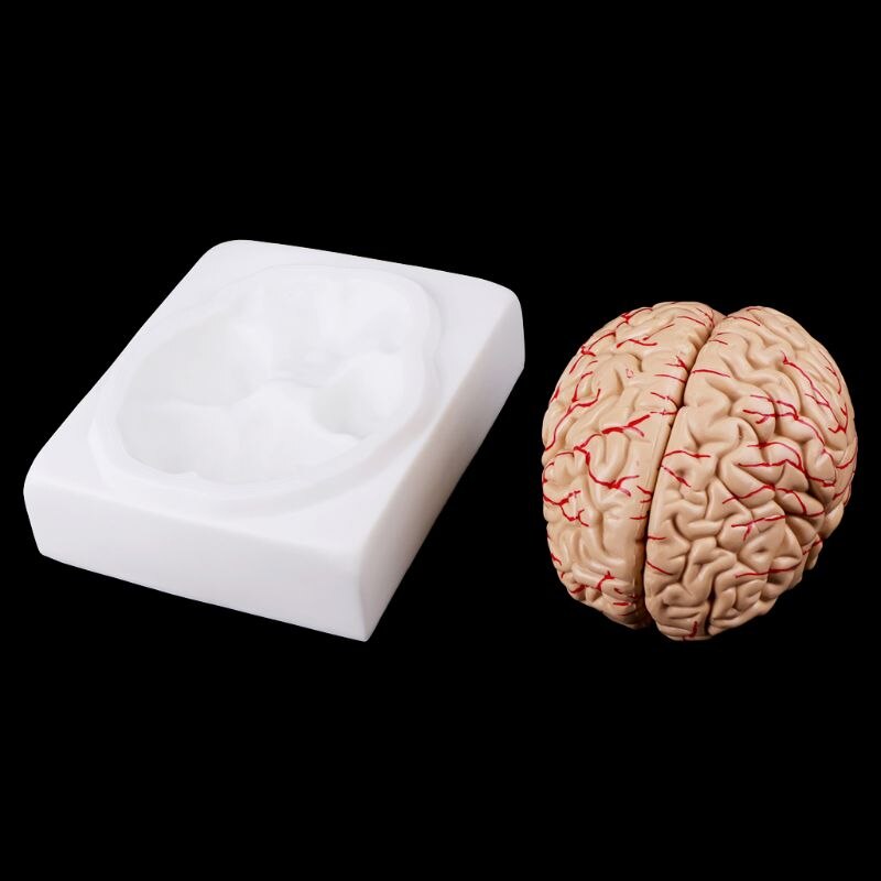 Brain Model – Medical Educational Teaching Tool